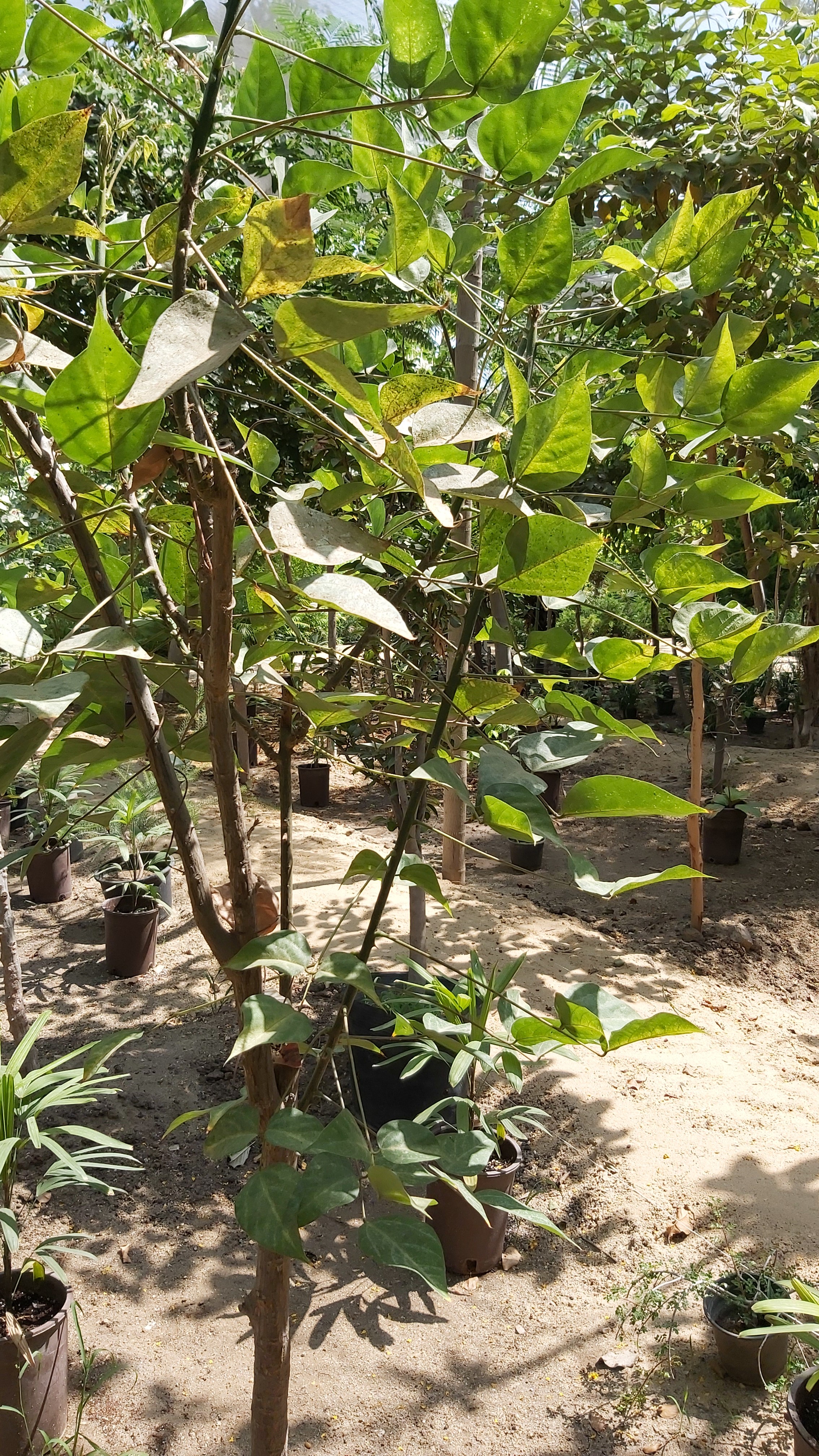 Erythrina arborescens
